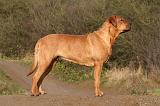 TOSA INU 486